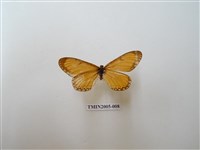 藏品(苧麻珍蝶)的圖片